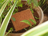 Natural Cocoscrub Dish Wash Pads (5 pads)